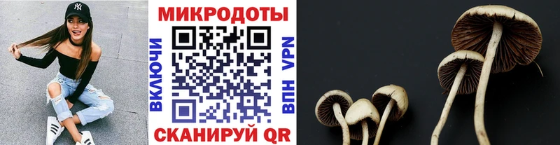Купить закладки  Назрань  Галлюциногенные грибы мицелий 